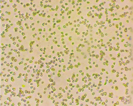 Diamond Micron Special Application